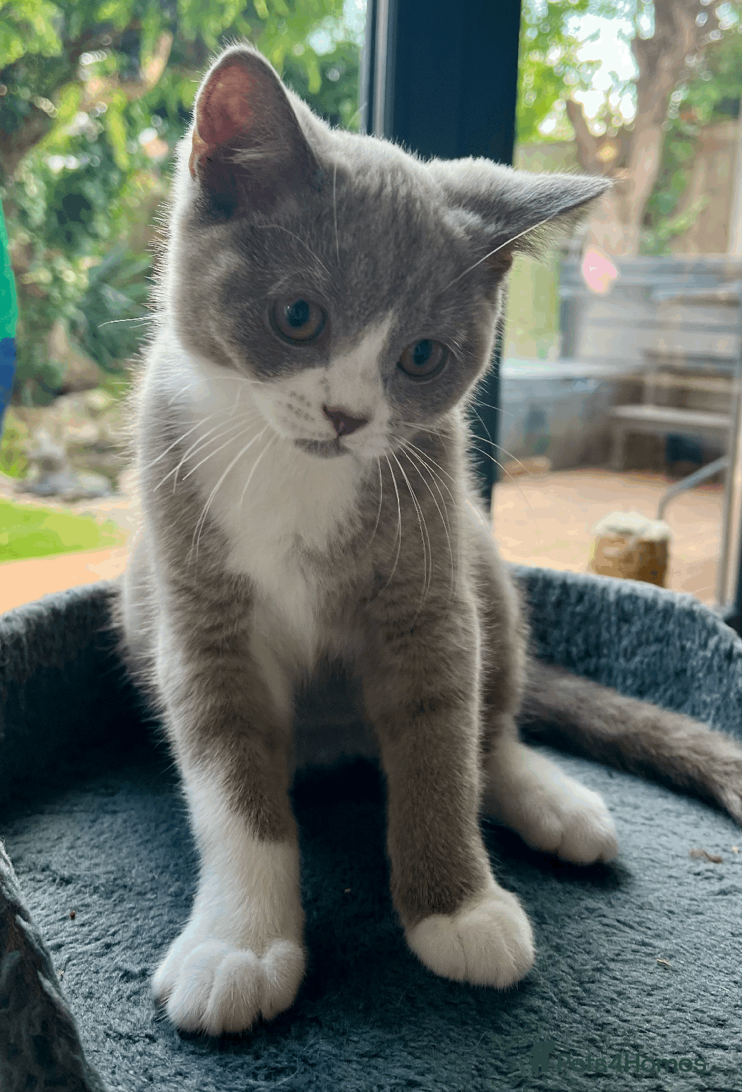 British Shorthair cats for sale: Male Lilac and white bicolour BSH  GCCF reg - Image 5