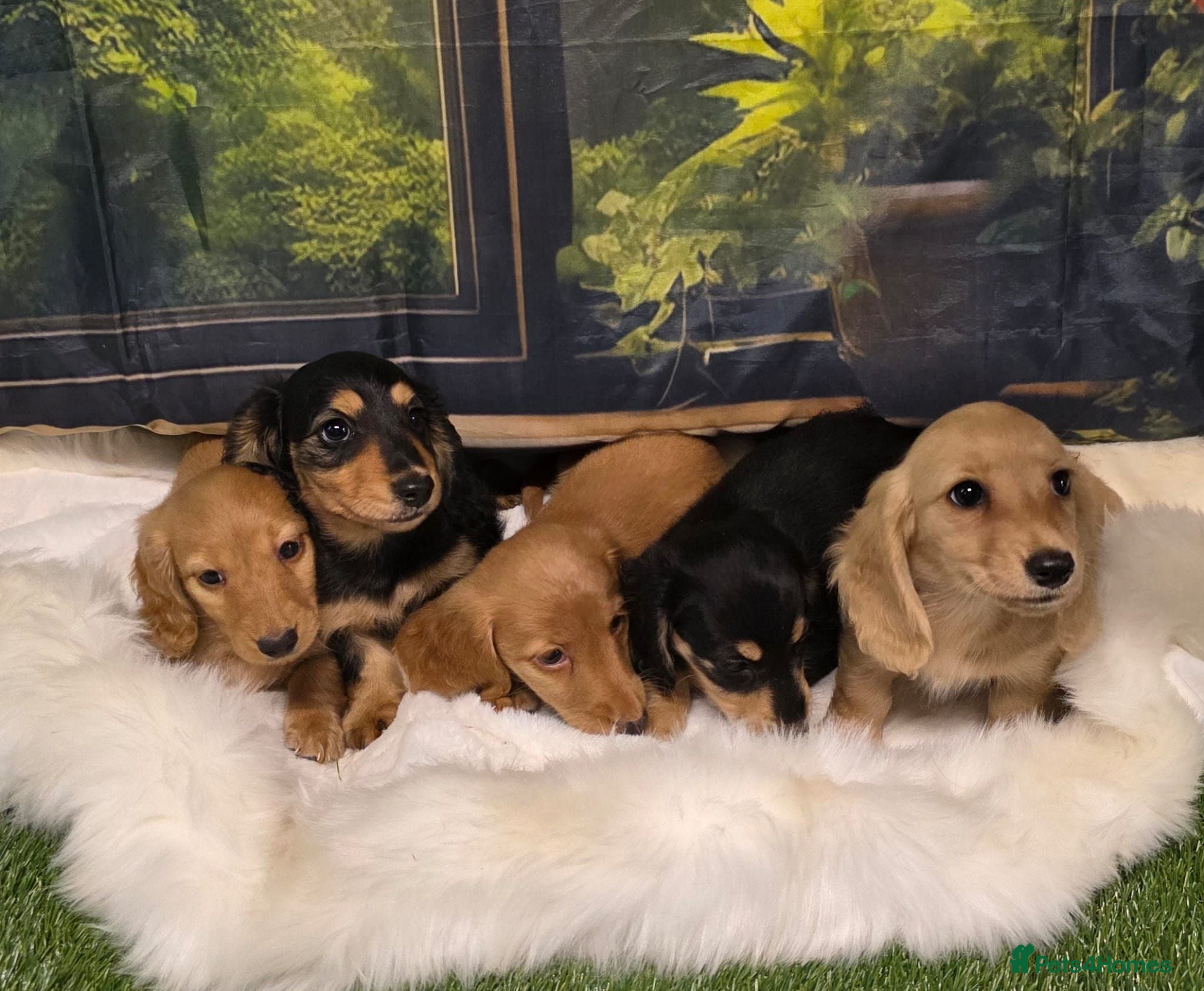 Miniature Dachshund dogs Miniature Dachshund Long Haired KC - Advert 2