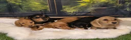 Miniature Dachshund dogs for sale: Miniature Dachshund Long Haired KC - Advert 2