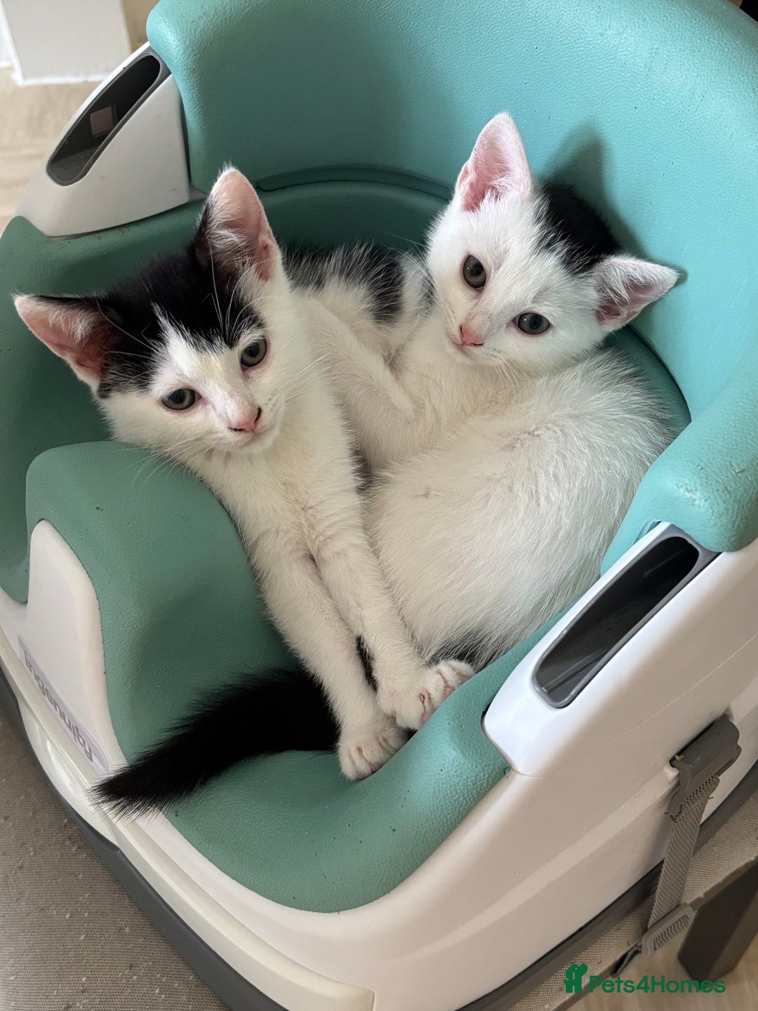 Mixed Breed cats for sale: Kittens for sale  - Image 1