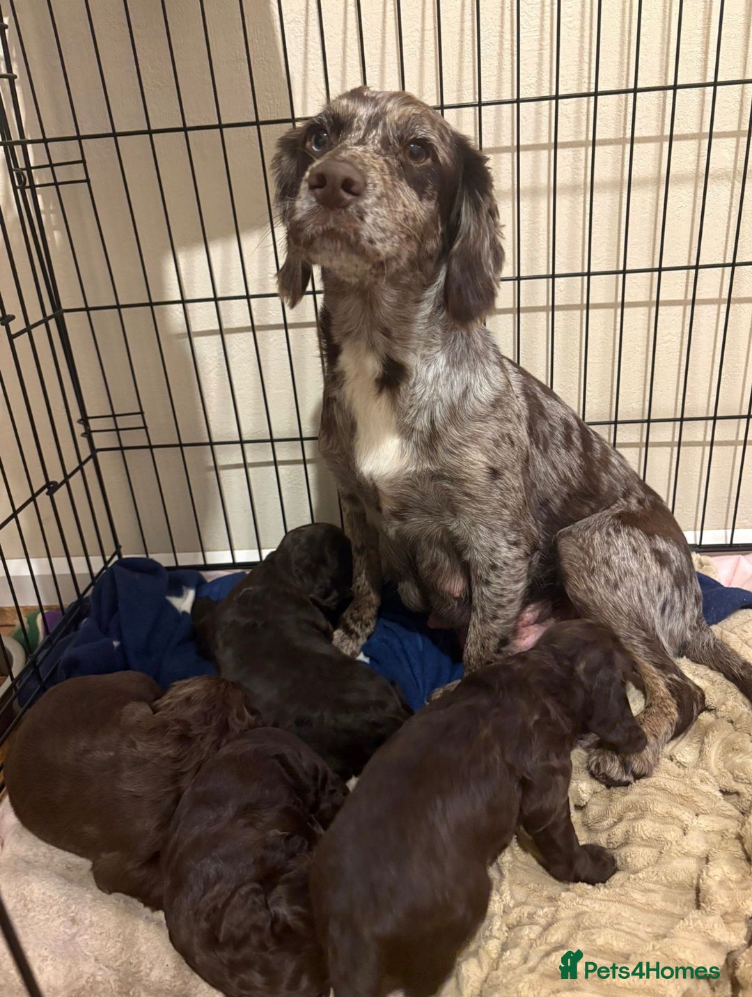 Cocker Spaniel dogs for sale: Beautiful cocker spaniel puppies 🐶 - Advert 3