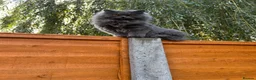 British Longhair cats for sale: Two British Blue longhair siblings - Advert 8