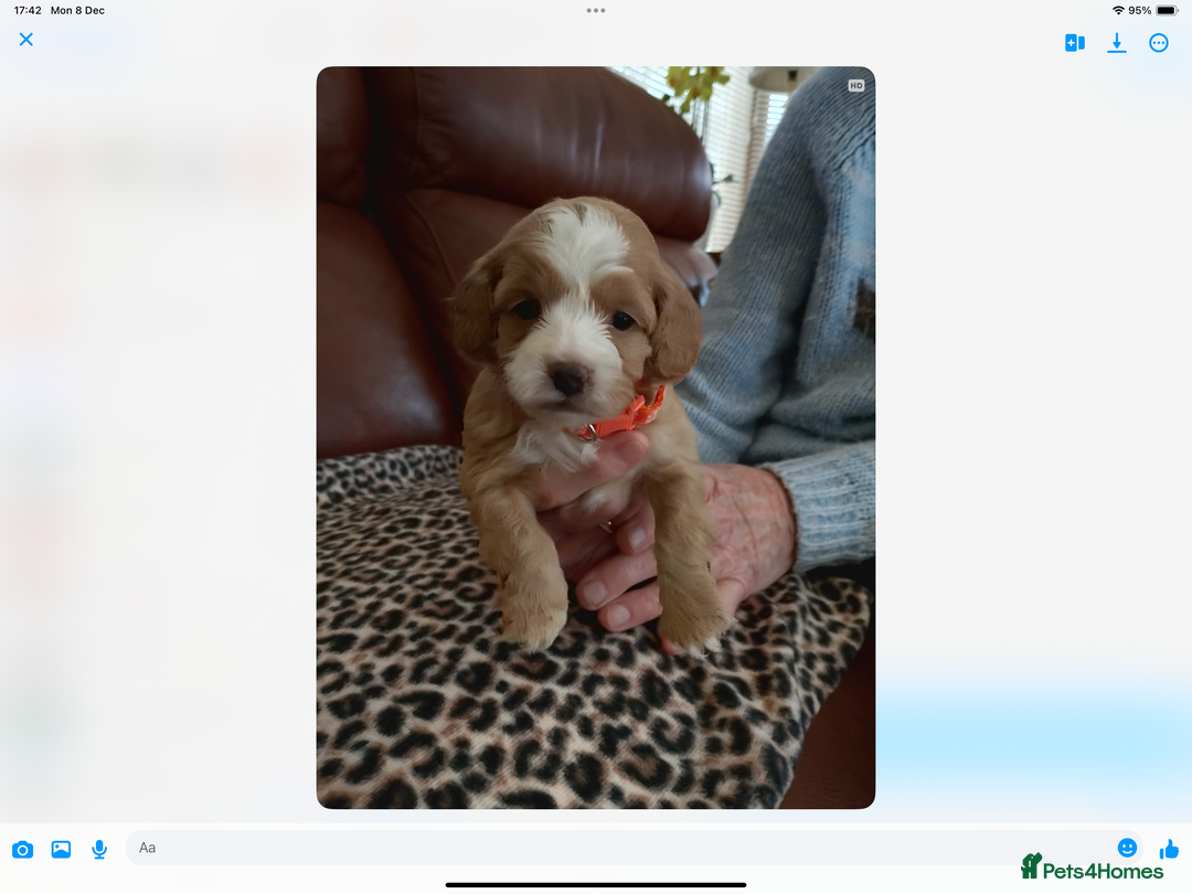 Mixed Breed dogs for sale: COCKALIERPOOS - Advert 2