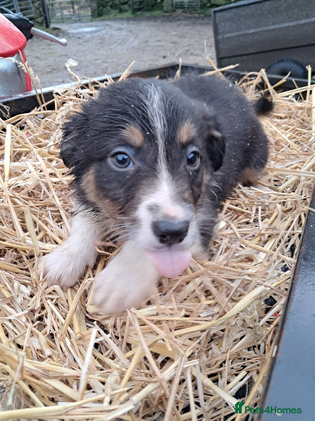 Mixed Breed dogs for sale: Kelpie x collie puppies  - Advert 6