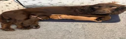 Cocker Spaniel dogs for sale: KC WORKING COCKER SPANIELS in Mansfield - Advert 9