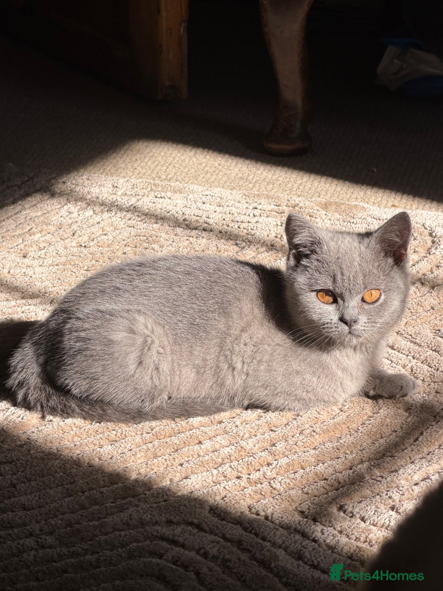 British Shorthair cats Grey British Shorthair kitten - Advert 1