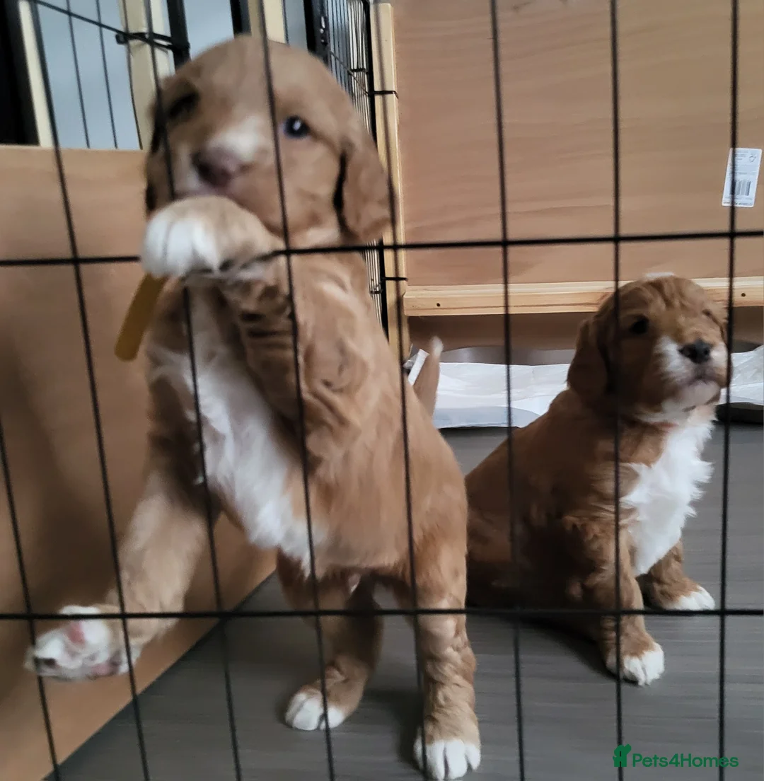 Goldendoodle dogs for sale: Goldendoodle-ONLY THIS BEAUTY LEFT  - Advert 11