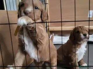 Goldendoodle dogs Goldendoodle-Doubledoodle with unique coat pattern - Advert 16