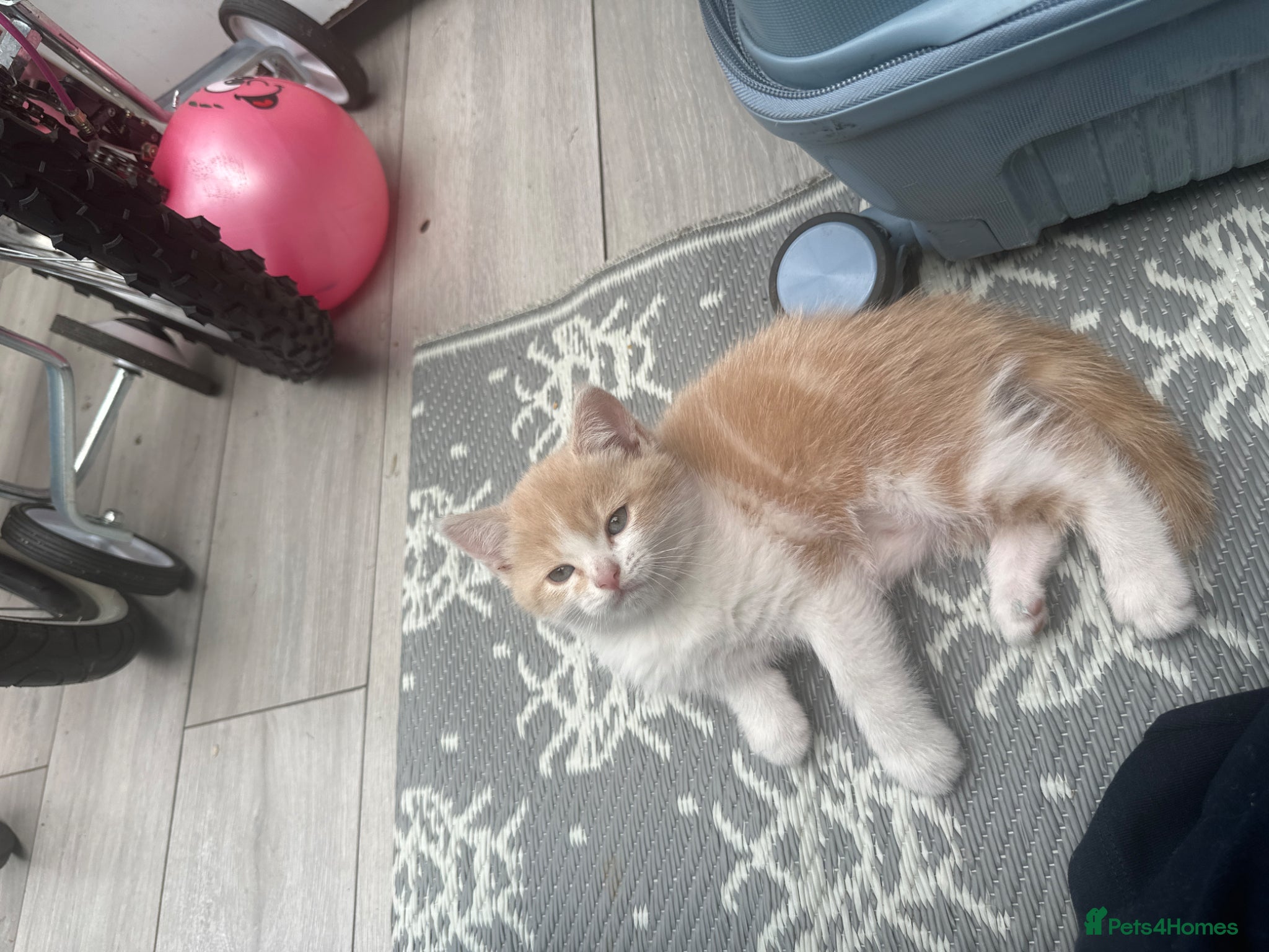 Scottish Fold cats Scottish kitten straight for sale - Advert 1