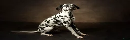 Dalmatian dogs for sale: KC Registered Dalmatian Pups Due 18th March - Advert 10