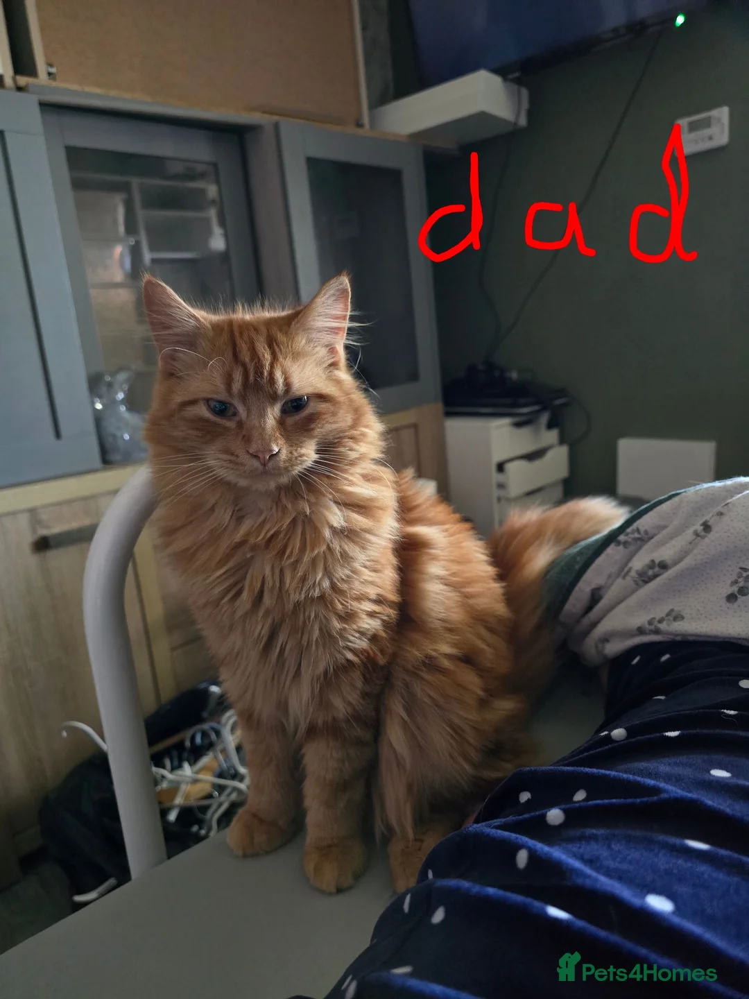 British Longhair cats for sale: Long haired kittens  in Waterlooville - Advert 2