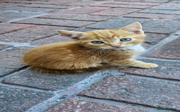 British Longhair cats for sale: 2males /2 famles - Image 7