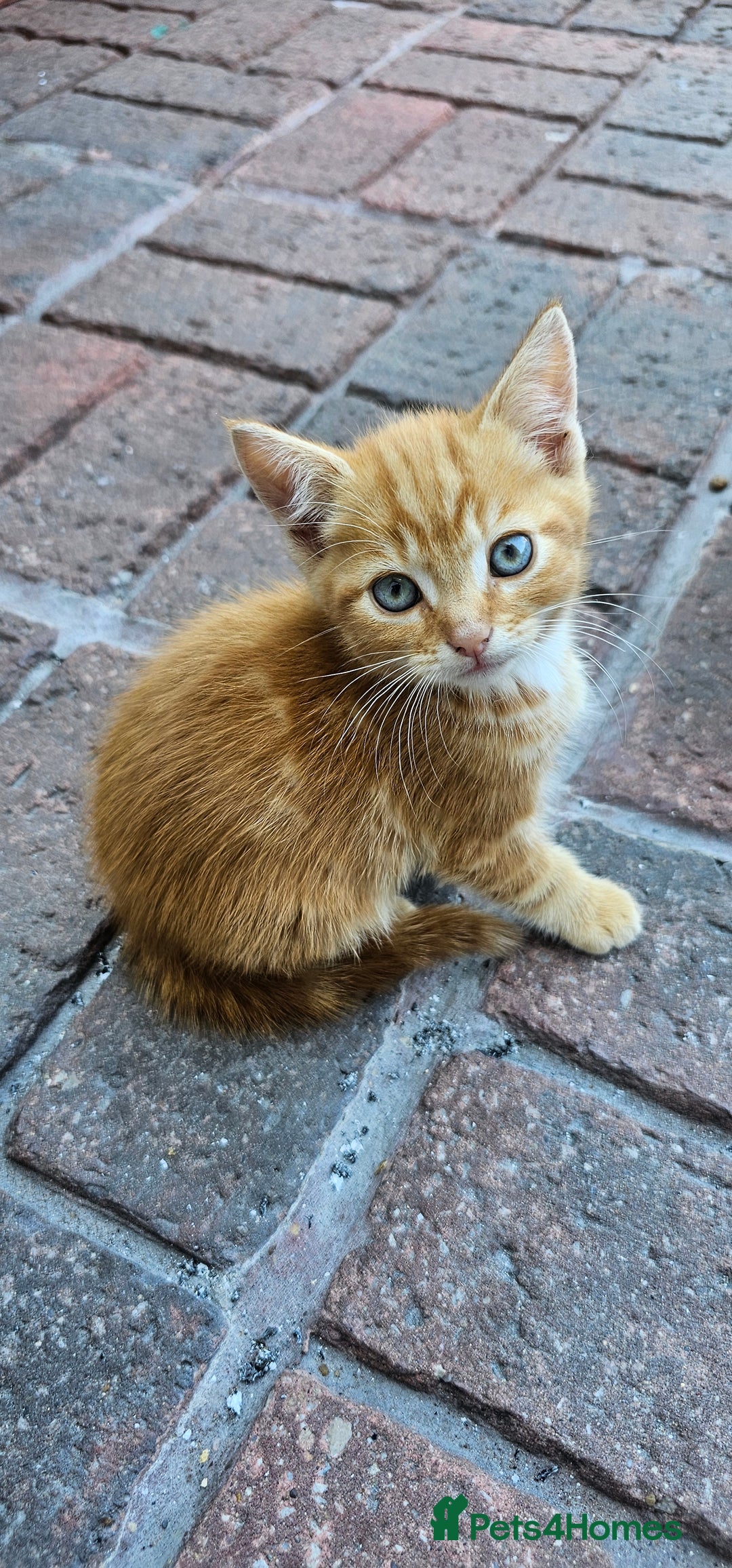 British Longhair cats for sale: 2males /2 famles - Image 7