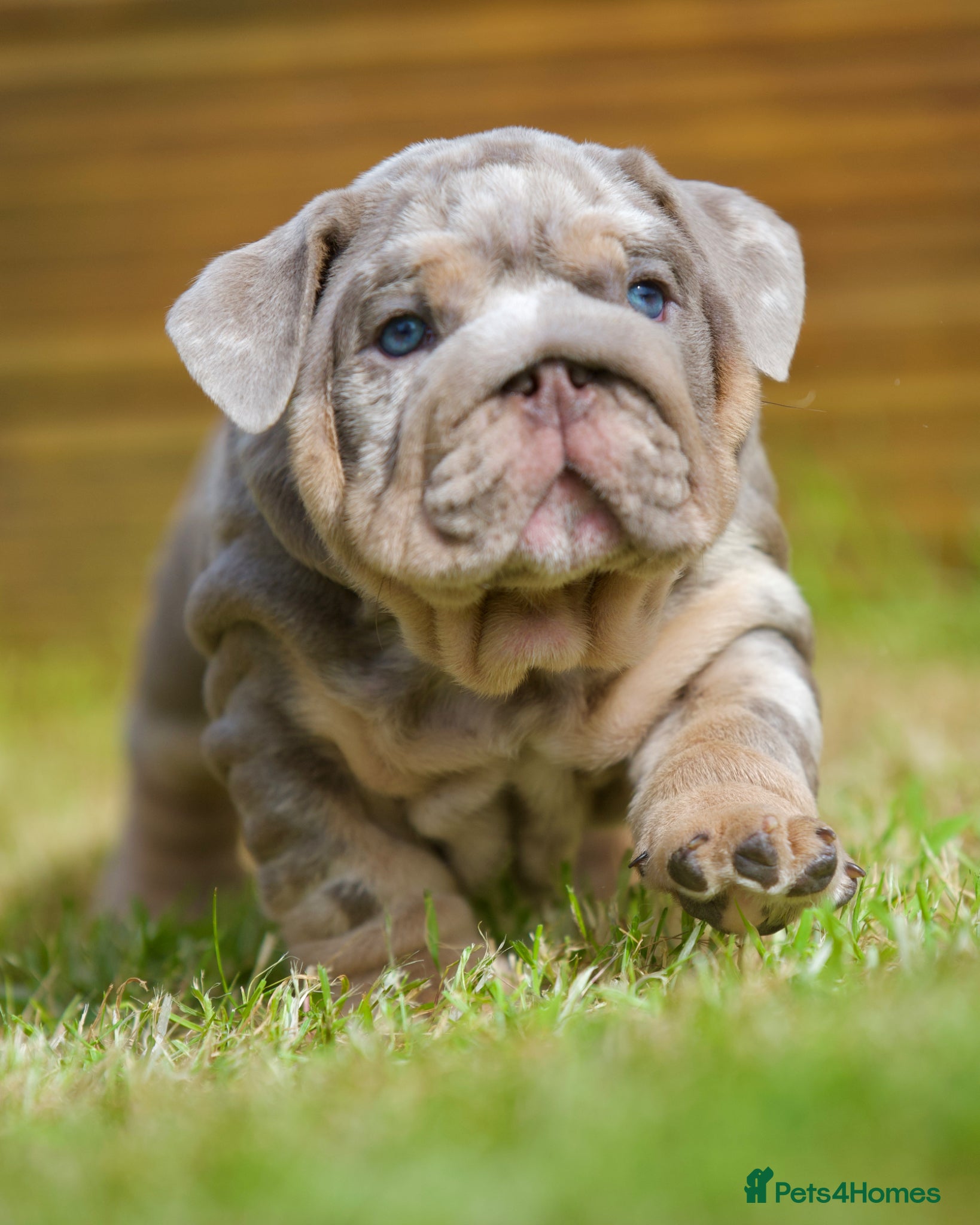 English Bulldog dogs for sale: EPIC BULLYZ BULLDOGS - Advert 2