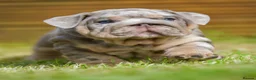 English Bulldog dogs for sale: EPIC BULLYZ BULLDOGS - Advert 1