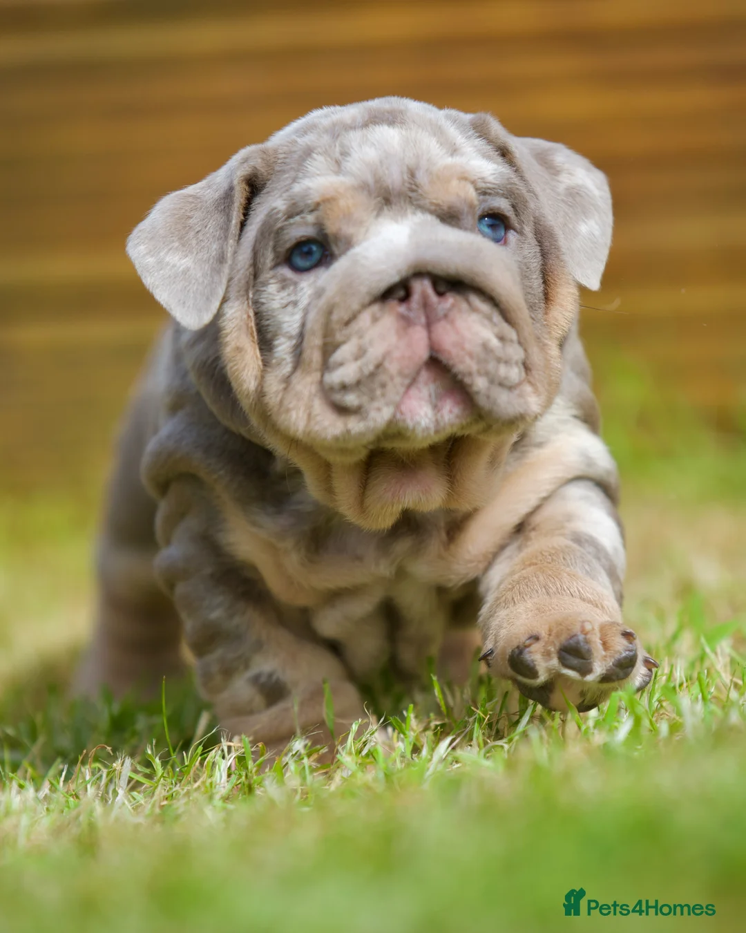 English Bulldog dogs for sale: EPIC BULLYZ BULLDOGS - Advert 1
