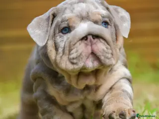 English Bulldog dogs for sale: EPIC BULLYZ BULLDOGS - Advert 2