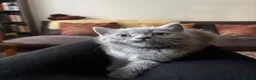 British Shorthair cats for sale: TICA registered Champion Bloodline BSH Kittens - Advert 28