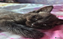 Ragdoll cats for sale: 2 x female 1/2 ragdoll kittens.  Gorgeous colours - Image 8