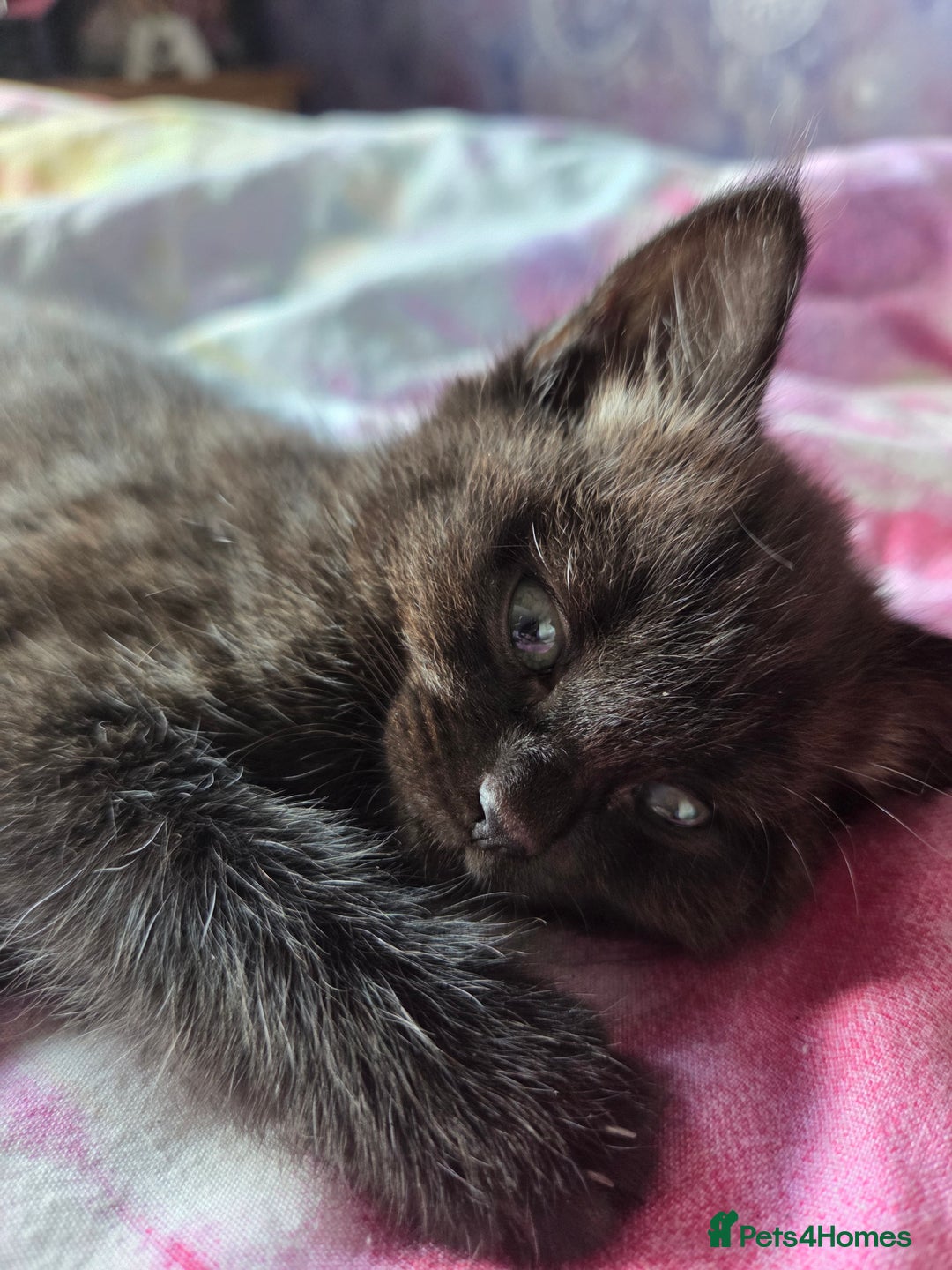 Ragdoll cats for sale: 2 x female 1/2 ragdoll kittens.  Gorgeous colours - Image 8