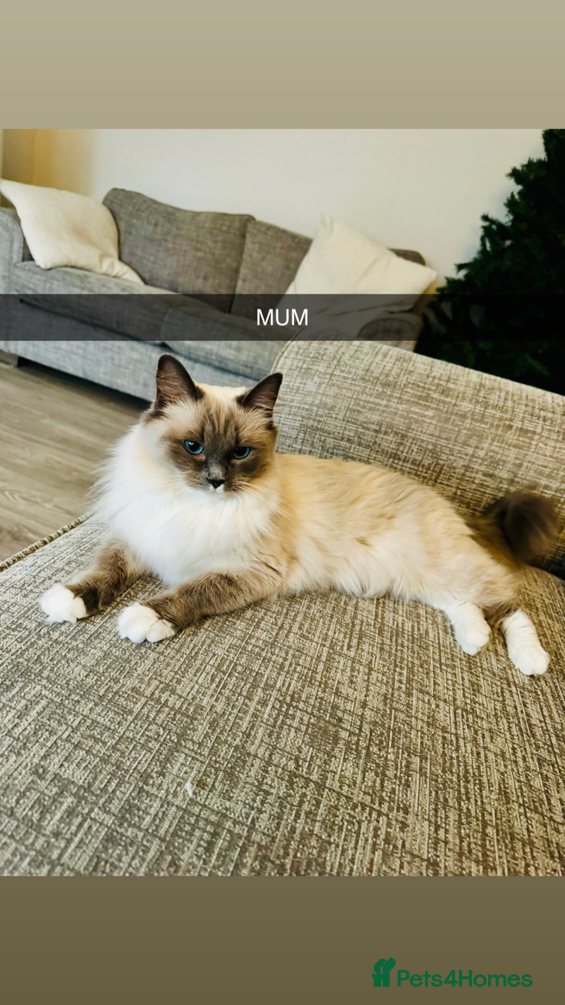 Ragdoll cats PUREBRED RAGDOLL KITTENS *INC VACS & INSURANCE* - Advert 2