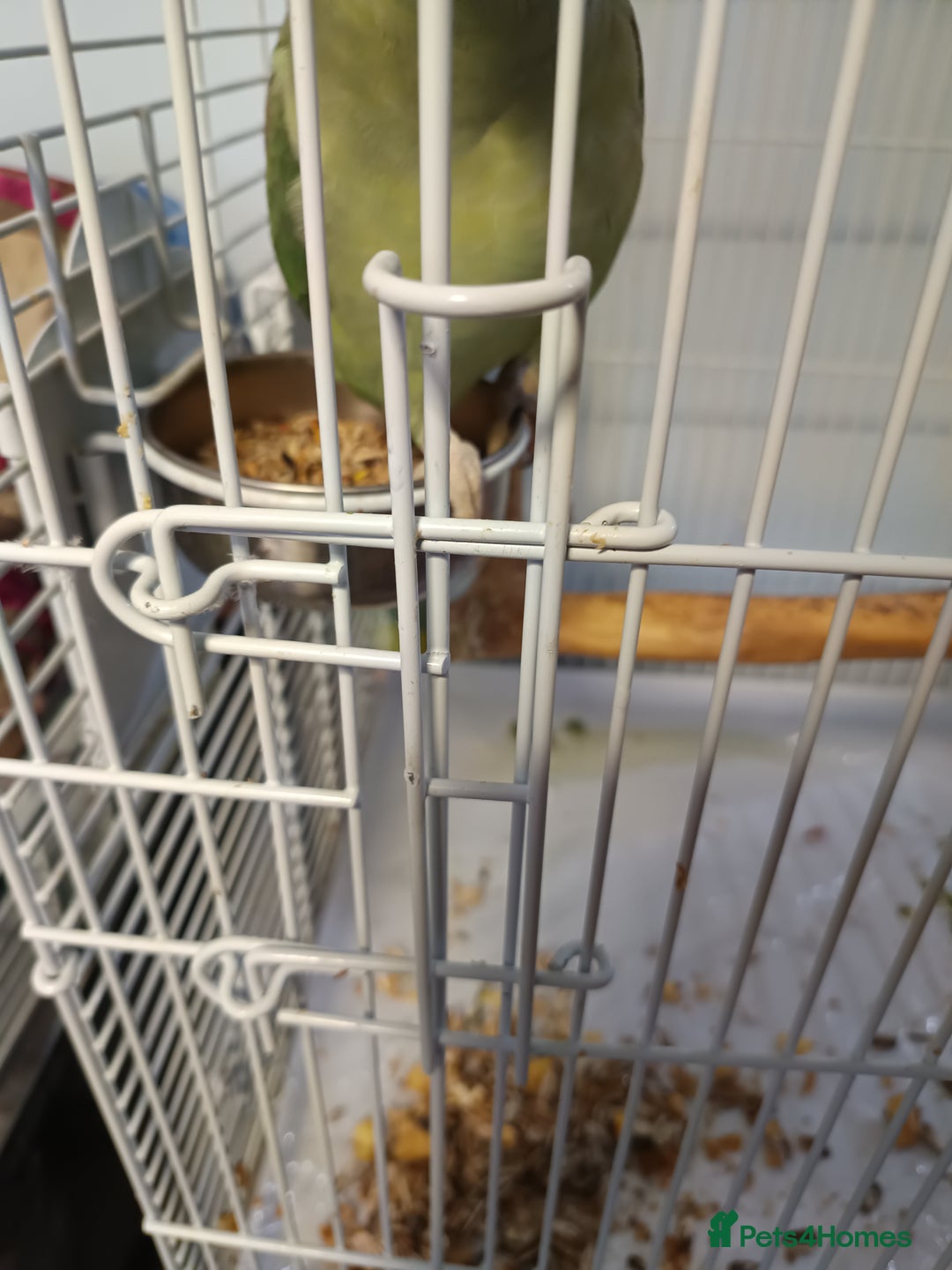 Parakeets birds for sale: Alexandrine Parakeet Baby - Advert 6