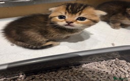 Scottish Fold cats for sale: Scottish Fold Kittens - Image 7