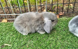 Mini Lop rabbits for sale: Mini lops ready 9th august  - Image 4