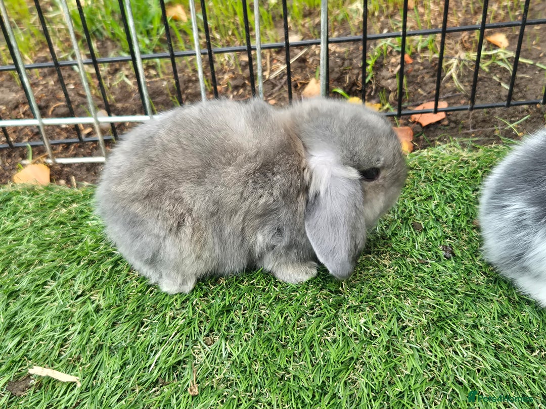 Mini Lop rabbits for sale: Mini lops ready 9th august  - Image 4