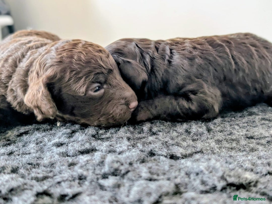 Cockapoo dogs for sale: Very special PRA clear chocolate litter cockapoos  - Advert 5