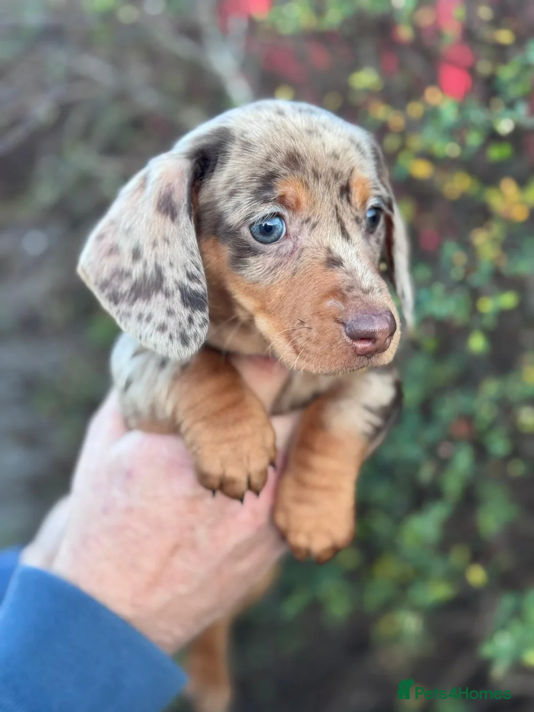 Miniature Dachshund dogs for sale: Miniature daushand  - Advert 12