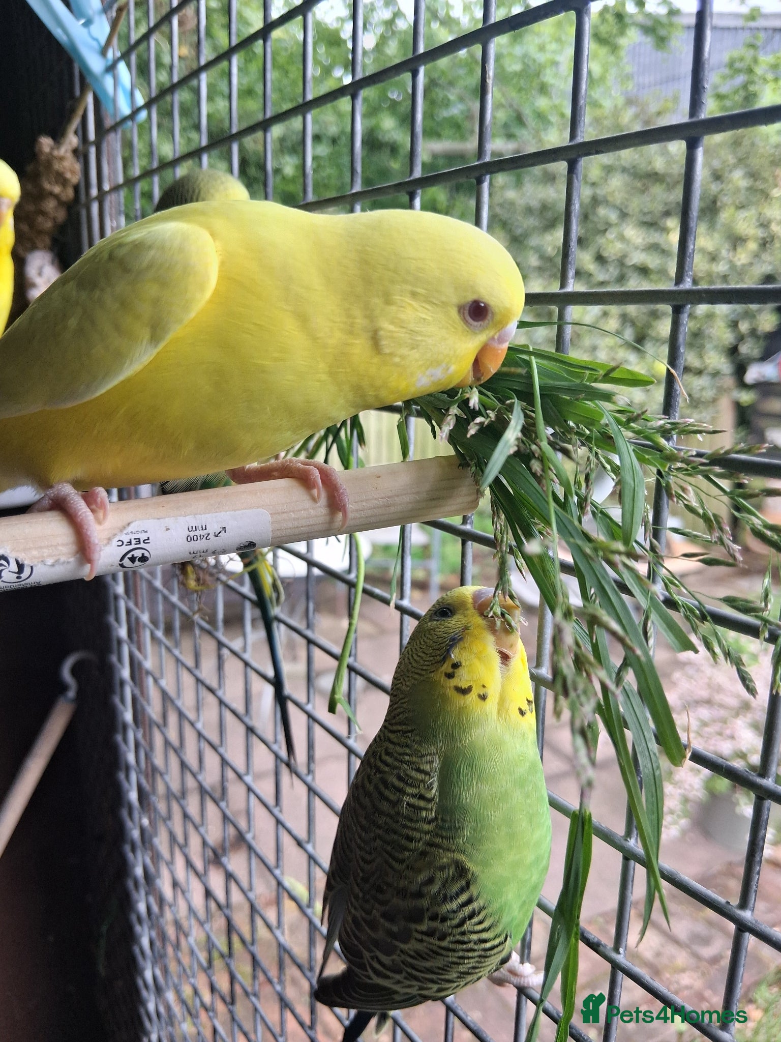 Budgerigars birds Young budgerigars  - Advert 2