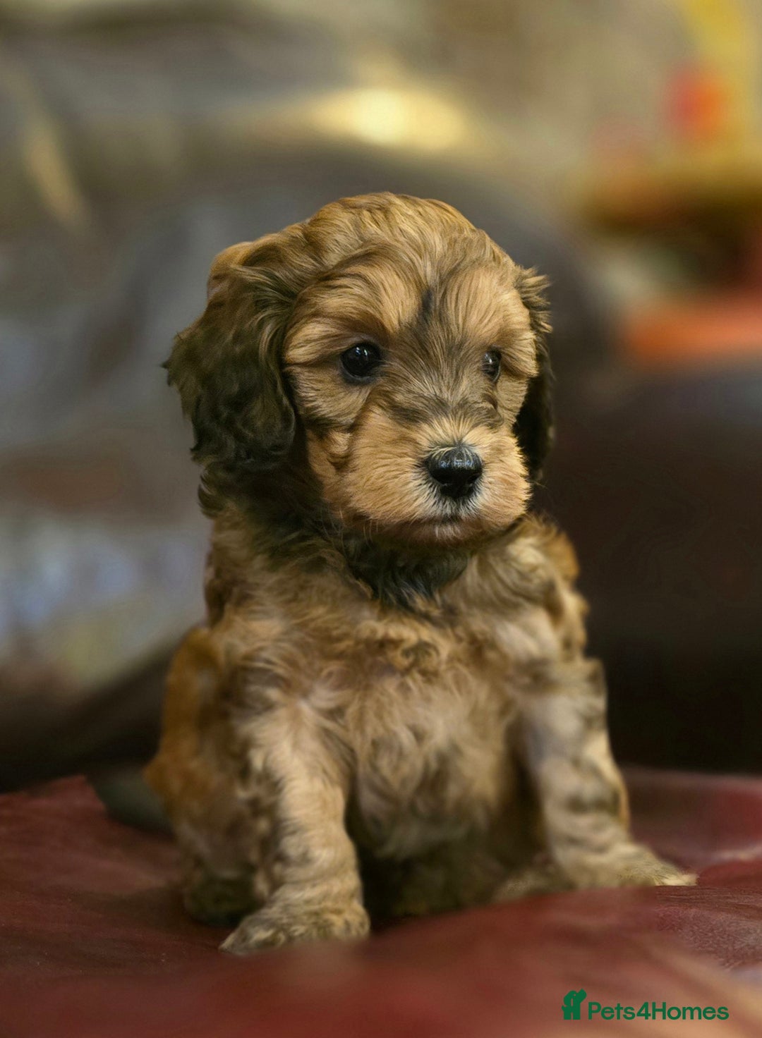 Cockapoo dogs for sale: Stunning F1b cockerpoo male - Advert 16