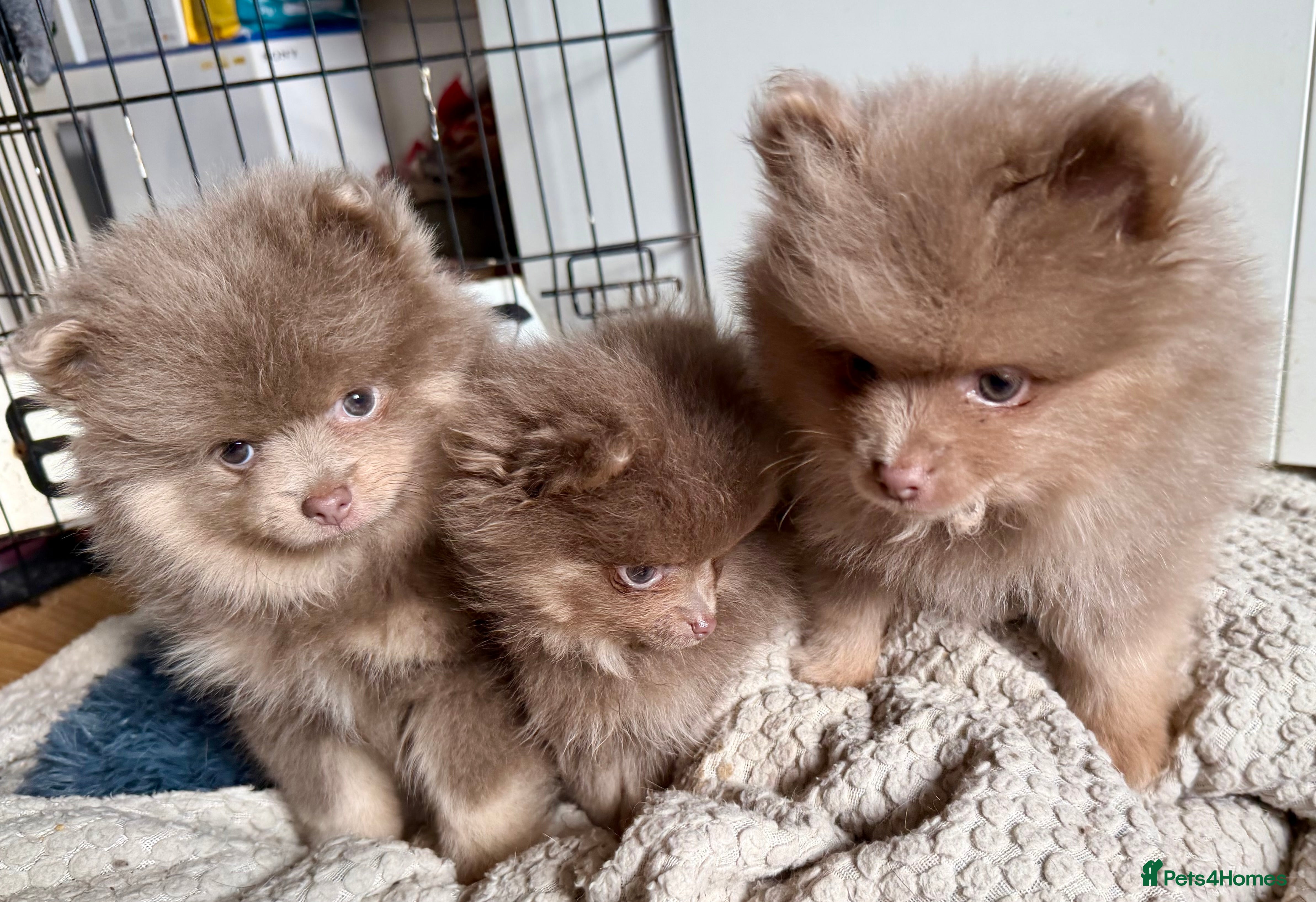 Pomeranian dogs Stunning fluffy Pomeranian pups lilac and tan  - Advert 2