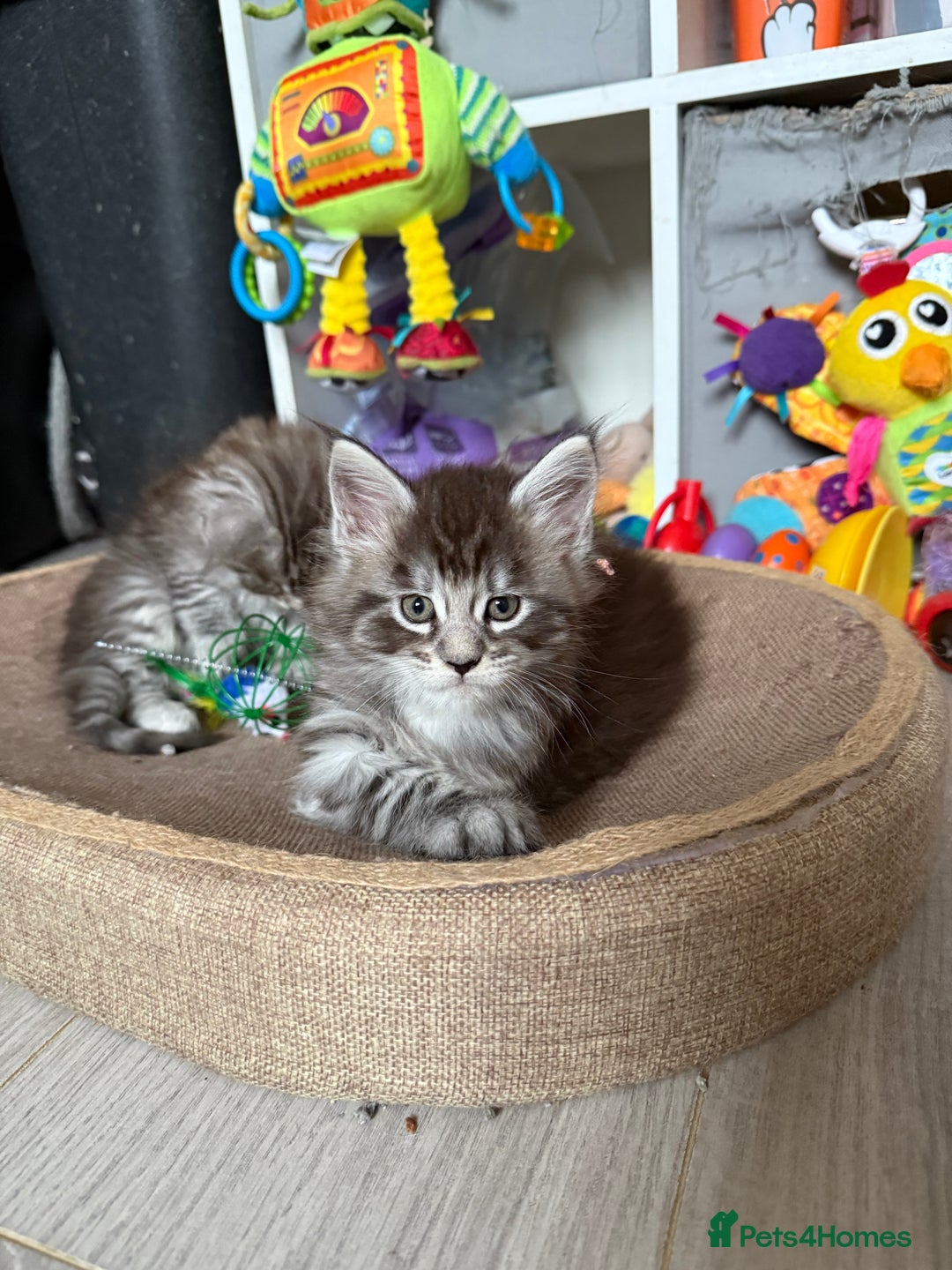 Maine Coon cats for sale: GCCF Maine coon stunning large kittens  - Advert 7