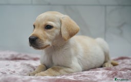 Labrador Retriever dogs for sale: Exceptional Health Tested KC Labrador Puppies - Image 4