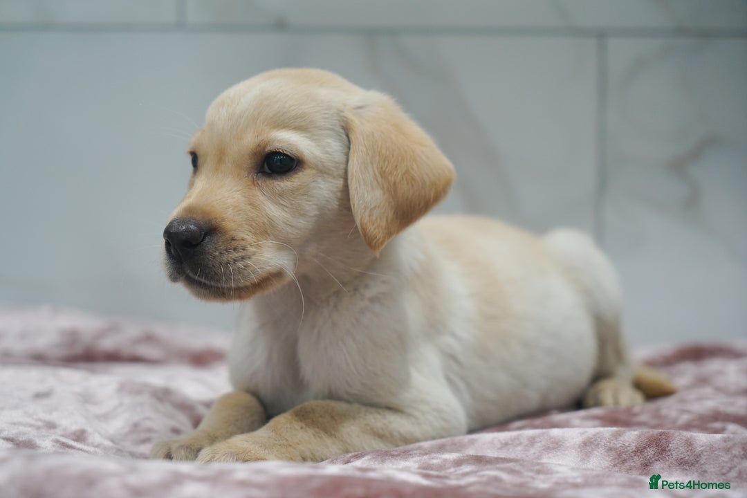 Labrador Retriever dogs for sale: Exceptional Health Tested KC Labrador Puppies - Image 4