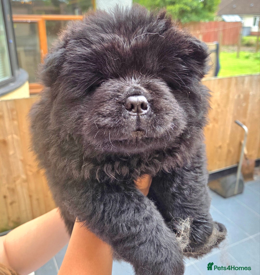 Chow Chow dogs for sale: Chow chow puppies  - Image 24