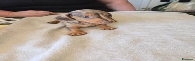 Dachshund 5