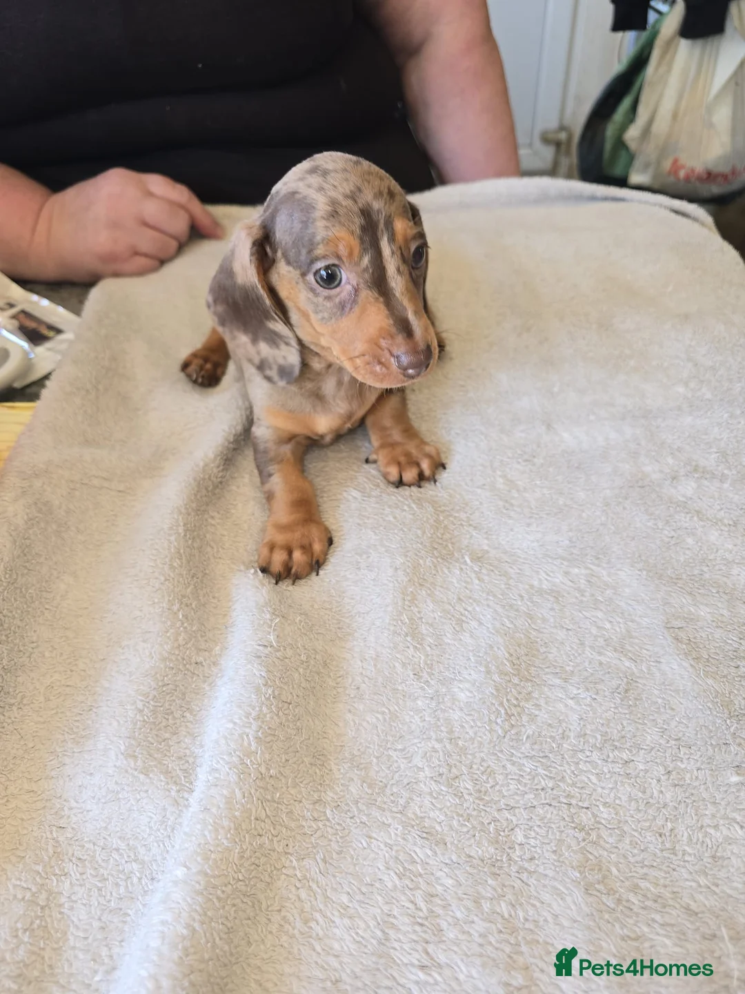 Dachshund dogs for sale: Dachshound  miniture puppies  - Advert 2