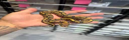 Python Snake reptiles for sale: Clown, hypo, hets, various morphs available  - Advert 16