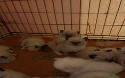 Ragdoll cats for sale: Pedigree Ragdoll babies - Advert 14