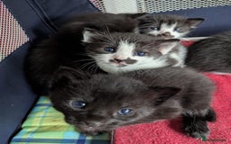 Mixed Breed cats for sale: Ready for our new adventure 🐾 - Image 3