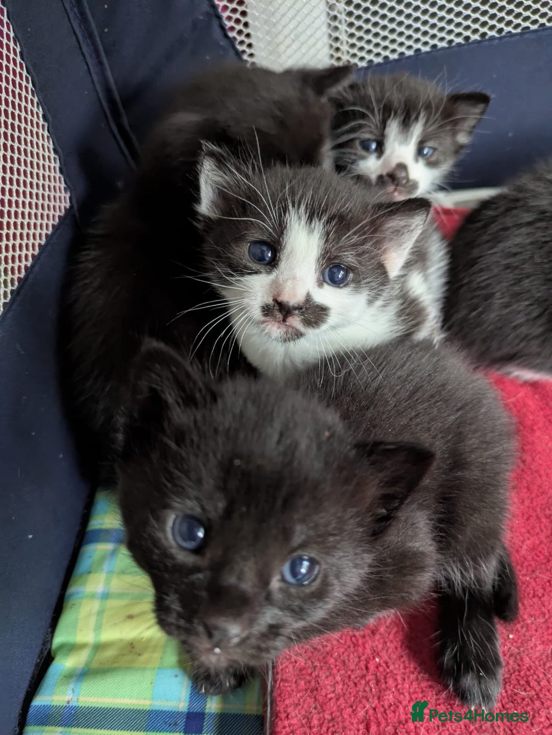 Mixed Breed cats for sale: Ready for our new adventure 🐾 - Image 3
