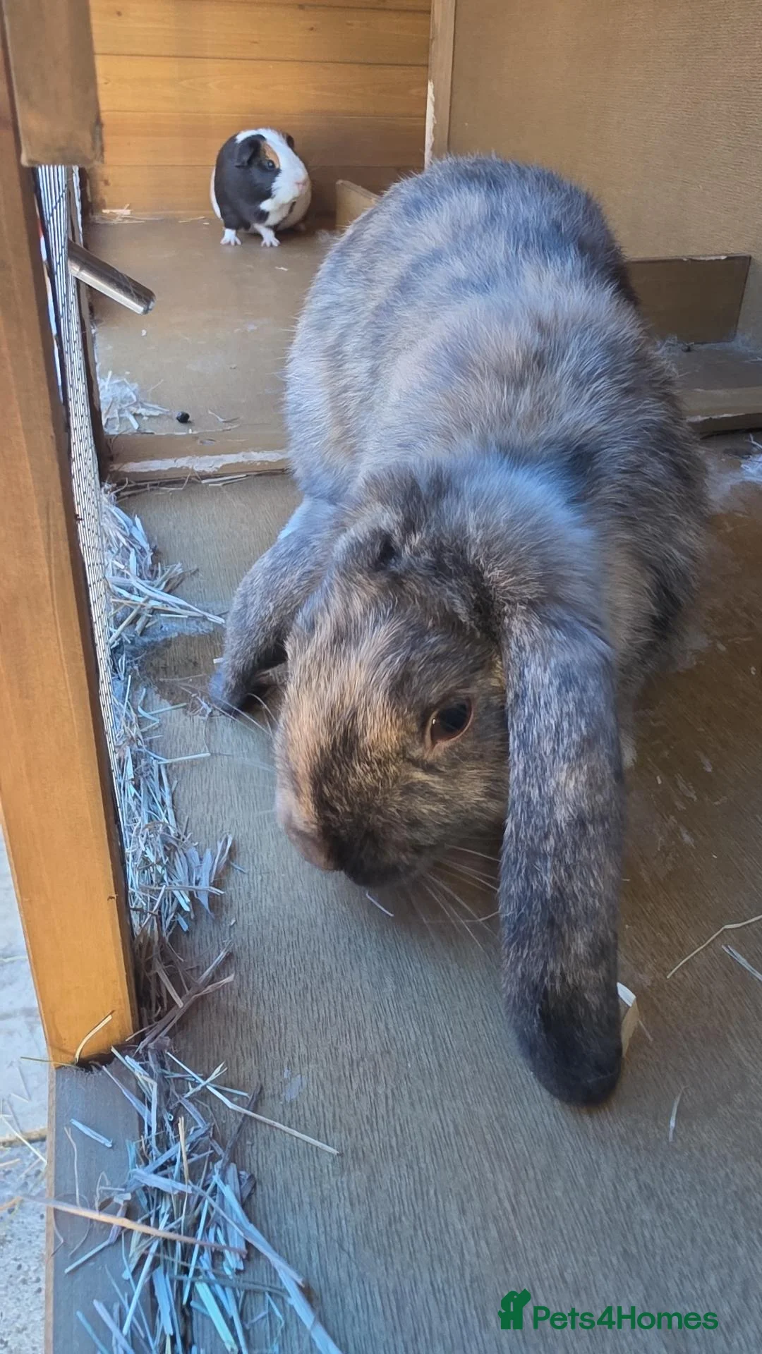 Mixed Breed rabbits for sale: Male rabbit & male guinea pig - Advert 1