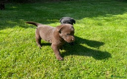 Borador dogs for sale: Lab x collie puppies  - Image 19