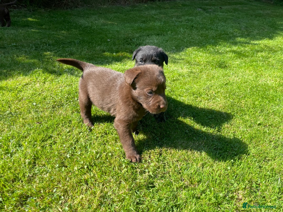 Borador dogs for sale: Lab x collie puppies  - Image 19