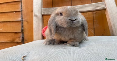 Mini Lop rabbits - Advert 4