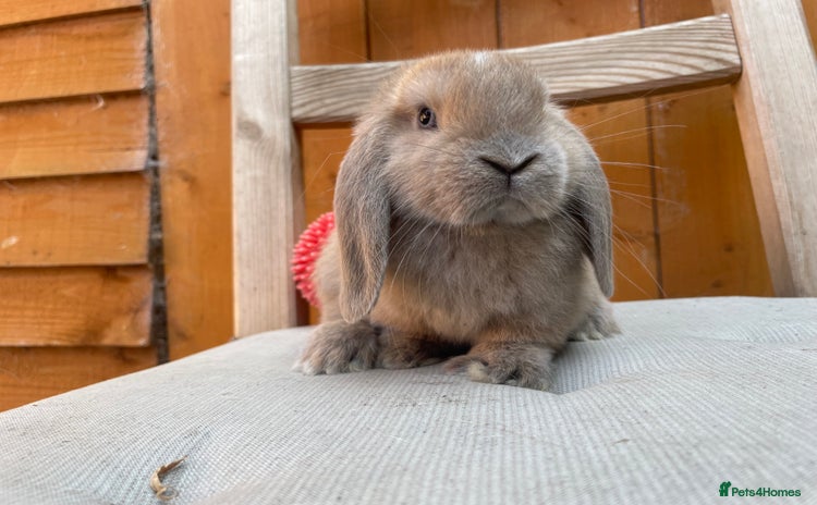 Mini Lop rabbits - Advert 3