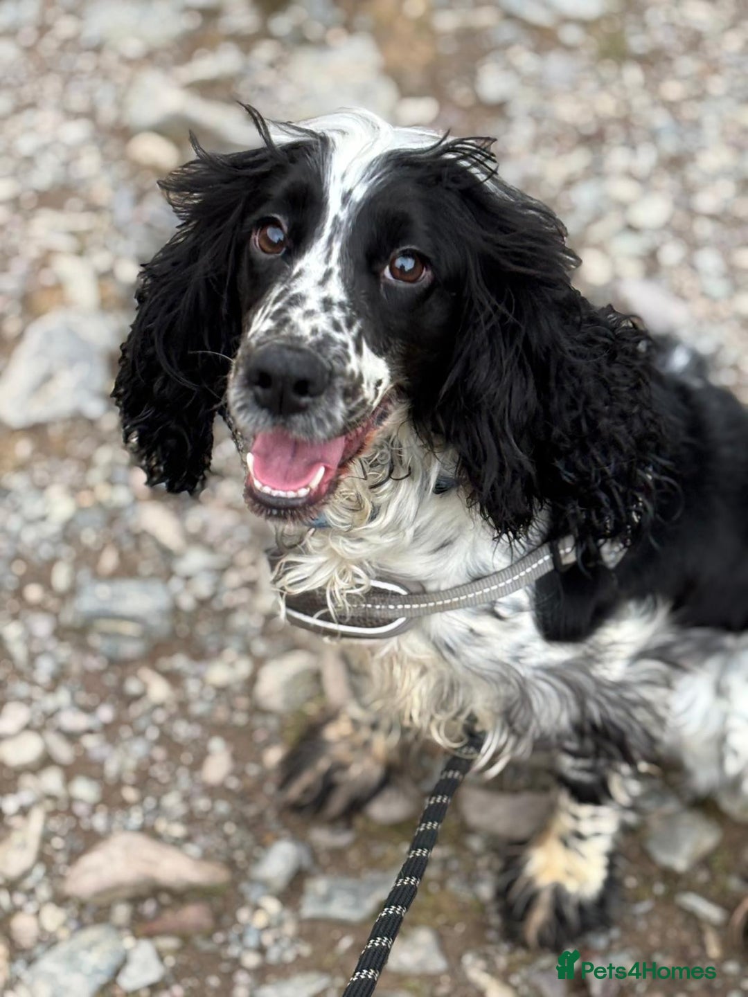 Cocker Spaniel dogs for sale: Lottie - 3 year old cocker - Image 2